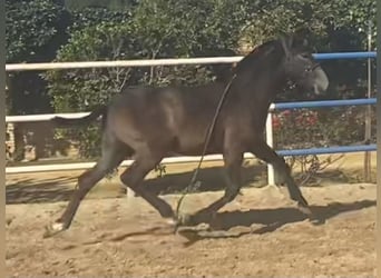 PRE, Hengst, 1 Jaar, 167 cm, Schimmel