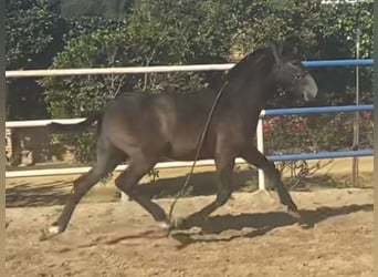 PRE, Hengst, 1 Jaar, 167 cm, Schimmel