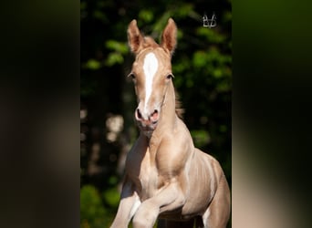 PRE Mix, Hengst, 1 Jaar, 168 cm, Champagne