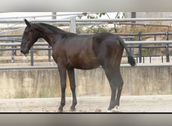 PRE Mix, Hengst, 1 Jaar, 168 cm