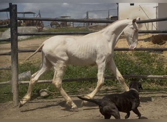 PRE Mix, Hengst, 1 Jaar, 168 cm, Perlino