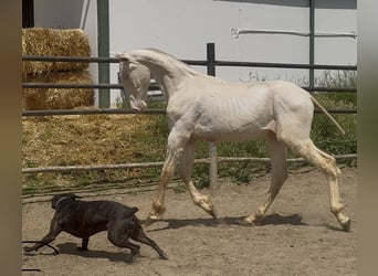 PRE Mix, Hengst, 1 Jaar, 168 cm, Perlino