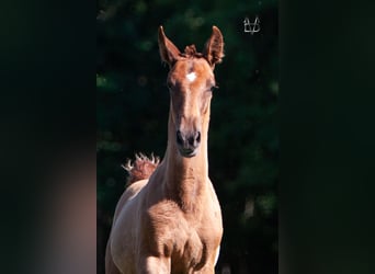 PRE Mix, Hengst, 1 Jaar, 168 cm, Vos