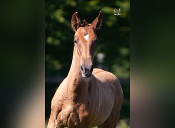 PRE Mix, Hengst, 1 Jaar, 168 cm, Vos