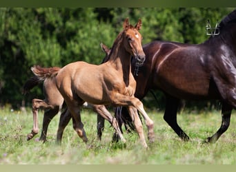 PRE Mix, Hengst, 1 Jaar, 168 cm, Vos