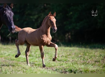 PRE Mix, Hengst, 1 Jaar, 168 cm, Vos