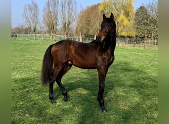 PRE, Hengst, 1 Jaar, 170 cm, Bruin