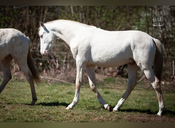 PRE, Hengst, 1 Jaar, 170 cm, Falbe