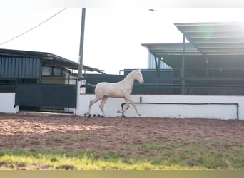 PRE Mix, Hengst, 1 Jaar, 170 cm, Perlino