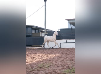 PRE Mix, Hengst, 1 Jaar, 170 cm, Perlino