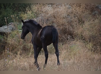 PRE, Hengst, 1 Jaar, 170 cm, Zwart