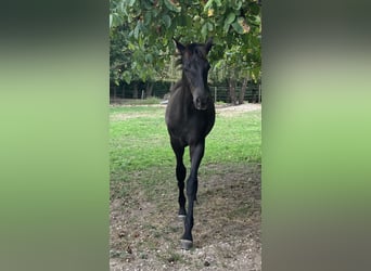 PRE Mix, Hengst, 1 Jaar, 170 cm, Zwart