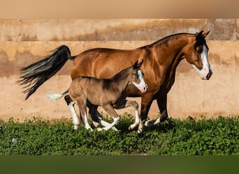 PRE, Hengst, 1 Jaar, Bruin