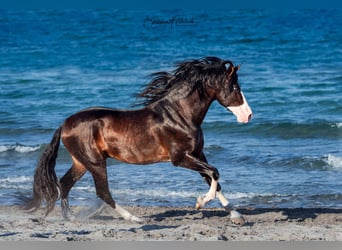 PRE, Hengst, 1 Jaar, Bruin