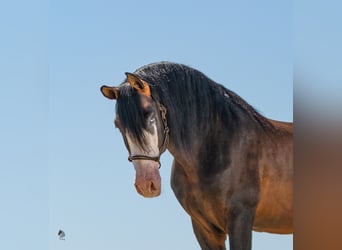 PRE, Hengst, 1 Jaar, Bruin