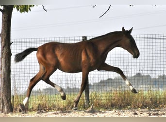 PRE, Hengst, 1 Jaar, Bruin