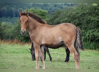 PRE Mix, Hengst, 1 Jaar, Bruin