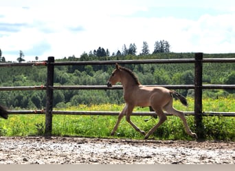 PRE Mix, Hengst, 1 Jaar, Bruin