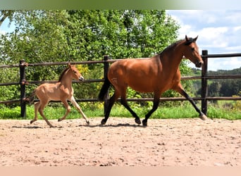 PRE Mix, Hengst, 1 Jaar, Bruin