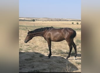 PRE, Hengst, 1 Jaar, Bruin