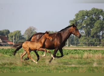 PRE, Hengst, 1 Jaar, Bruin