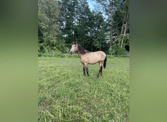 PRE, Hengst, 1 Jaar, Buckskin