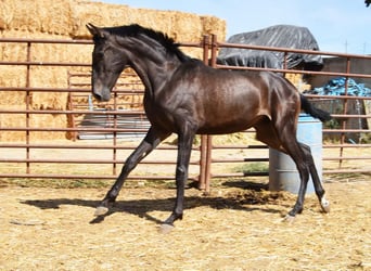 PRE, Hengst, 1 Jaar, Donkerbruin