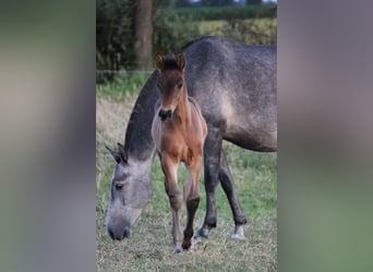PRE, Hengst, 1 Jaar, Donkerbruin