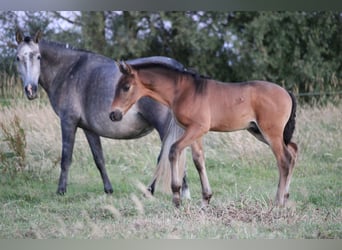 PRE, Hengst, 1 Jaar, Donkerbruin
