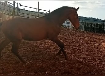 PRE, Hengst, 1 Jaar, Donkerbruin