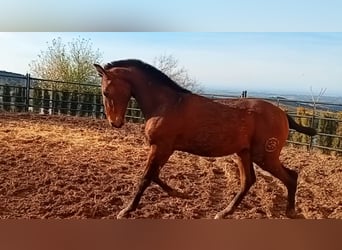 PRE, Hengst, 1 Jaar, Donkerbruin