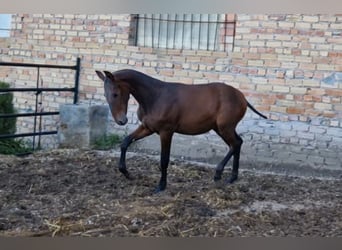 PRE, Hengst, 1 Jaar, Donkerbruin