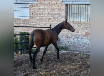 PRE, Hengst, 1 Jaar, Donkerbruin