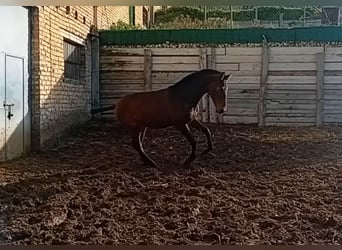 PRE, Hengst, 1 Jaar, Donkerbruin