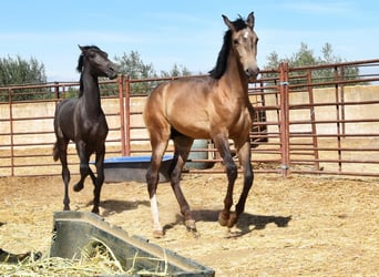 PRE, Hengst, 1 Jaar, Falbe