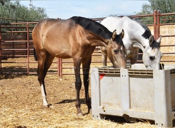 PRE, Hengst, 1 Jaar, Falbe