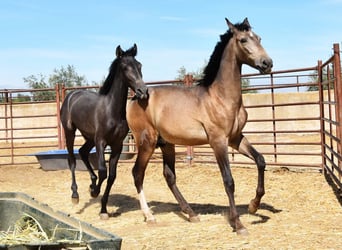 PRE, Hengst, 1 Jaar, Falbe