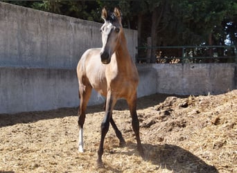 PRE, Hengst, 1 Jaar, Falbe