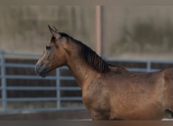 PRE Mix, Hengst, 1 Jaar, Falbe