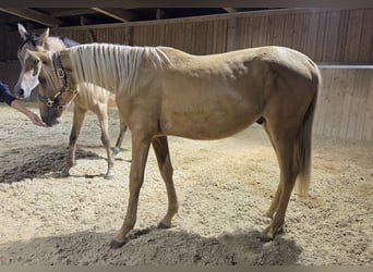PRE, Hengst, 1 Jaar, Palomino