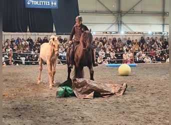 PRE, Hengst, 1 Jaar, Palomino