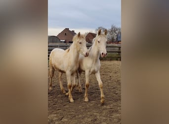 PRE, Hengst, 1 Jaar, Pearl