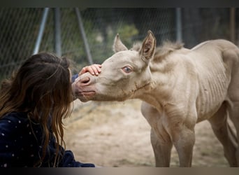 PRE, Hengst, 1 Jaar, Perlino