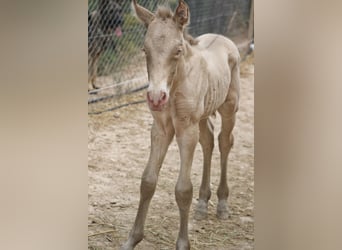 PRE, Hengst, 1 Jaar, Perlino