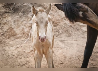 PRE, Hengst, 1 Jaar, Perlino