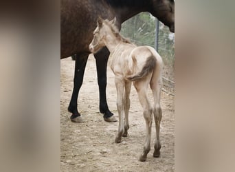 PRE, Hengst, 1 Jaar, Perlino