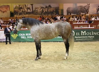 PRE, Hengst, 1 Jaar, Roodbruin