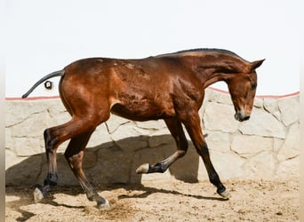 PRE, Hengst, 1 Jaar, Roodbruin