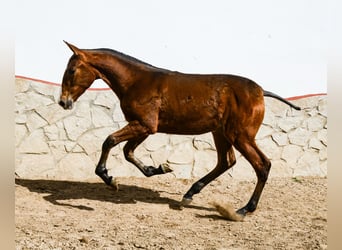 PRE, Hengst, 1 Jaar, Roodbruin