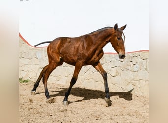 PRE, Hengst, 1 Jaar, Roodbruin